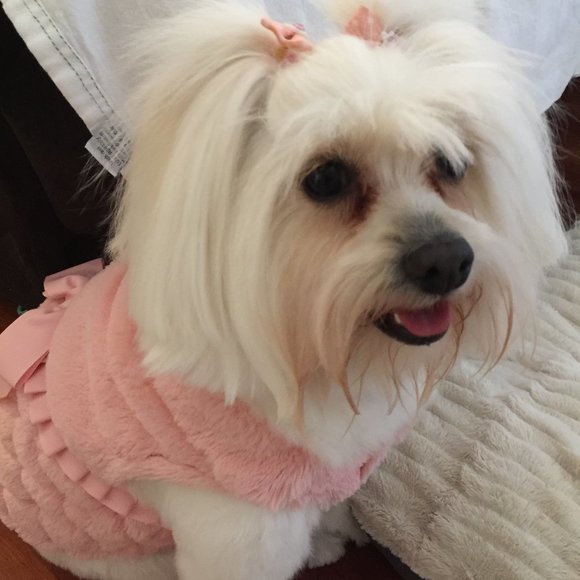 MEET PRECIOUS, POSH AMBASSADOR, PARTY-COHOST! - Picture 4 of 4